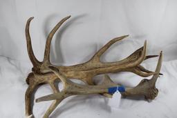 Three Red deer antlers.