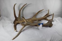 Three Red deer antlers.