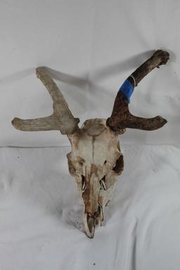 One deer skull.