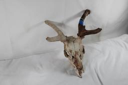 One deer skull.