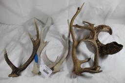 Five deer antlers and one sheep horn.