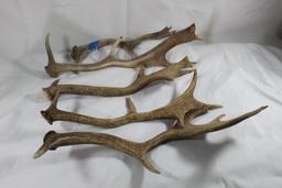 Five Fallow deer antlers.