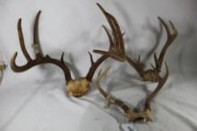 Three sets of capped deer antlers.