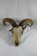 Barbary Coast sheep skull. Aoudad.