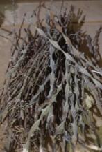 Old pieces of barb wire collection.