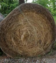 One bale of coastal hay.
