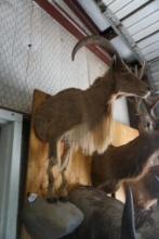 Life size half mount Aoudad