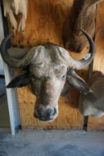 Cape buffalo mount with 14" bosses