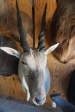 Eland shoulder mount