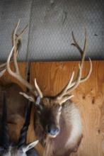Elk shoulder mount
