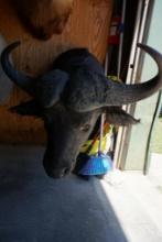 Cape buffalo mount with 14" bosses