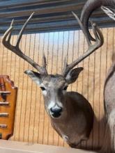 White tail shoulder mount