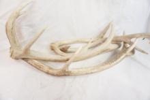 Two sets of red deer antlers
