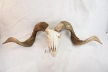 Sheep skull with horns