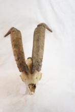 Ibex skull with horns