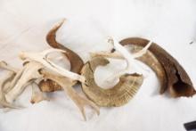 Box of sheep horns and misc antlers