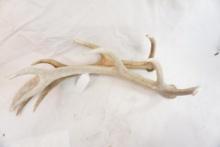 Pair of red deer antlers
