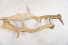 Pair of fallow deer antlers