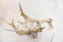 Four misc antlers