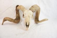 Sheep skull with horns