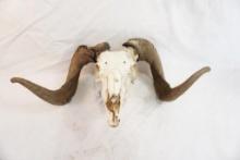 Sheep skull with horns