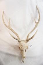 Red deer skull with antlers
