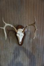 European Whitetail skull mount.