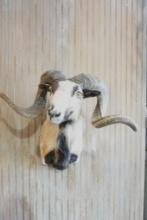 Corsican shoulder mount.