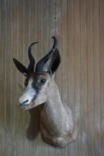 Black Springbok shoulder mount.