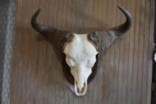European Cape Buffalo cow skull mount.