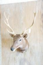 Sika deer shoulder mount.