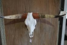 Longhorn skull mount.