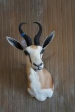 Common Springbok shoulder mount.