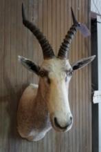 White Blesbok shoulder mount.