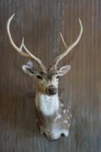 Axis deer shoulder mount