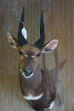 Bushbuck shoulder mount