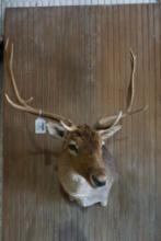 Fallow deer shoulder mount