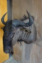 Wildebeest shoulder mount.