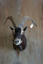 Hybrid Ibex shoulder mount.