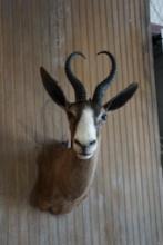 Black Springbok shoulder mount.