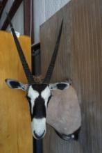 Gemsbok hard left turn shoulder mount.