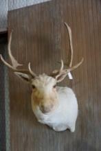 Fallow deer shoulder mount.