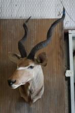Kudu shoulder mount.
