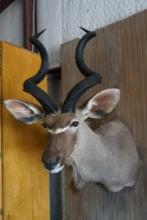 Kudu shoulder mount.