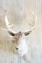 Fallow deer shoulder mount.