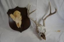 Two skull mounts. One Whitetail and one unknown.
