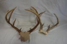 Two Whitetail capped set of horns.
