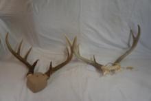 Two Whitetail capped set of horns.