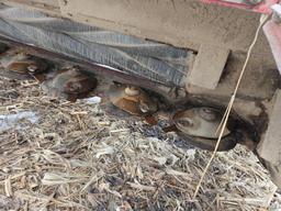 New Idea 5209 Mower Conditioner