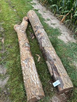 hedge anchor post, cut Nov '23
